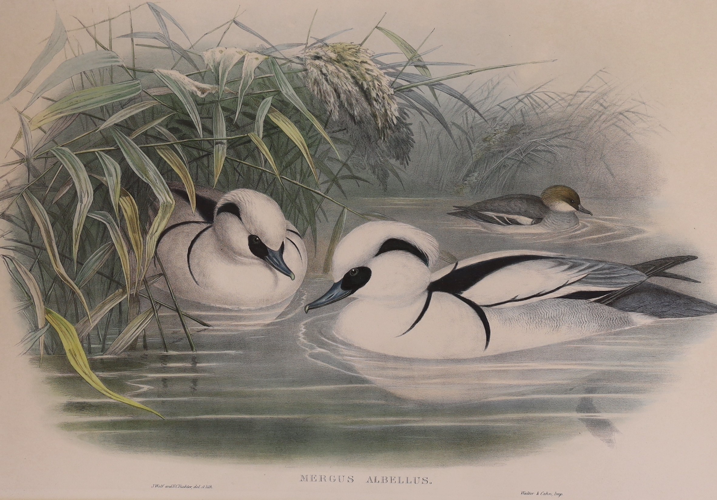 After John Gould, J. Wolf & H.C.Richter, six assorted colour lithographs from The Birds of Great Britain, largest 53 x 36cm